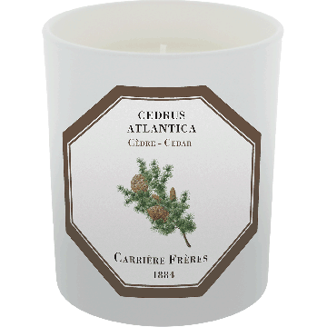 Bougie Cedrus Atlantica (Cèdre)