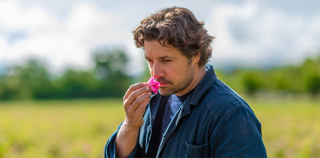 Aurélien Guichard's rose fields