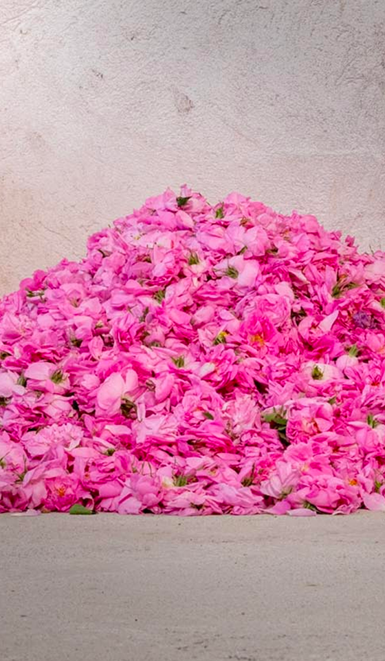 Radical Rose