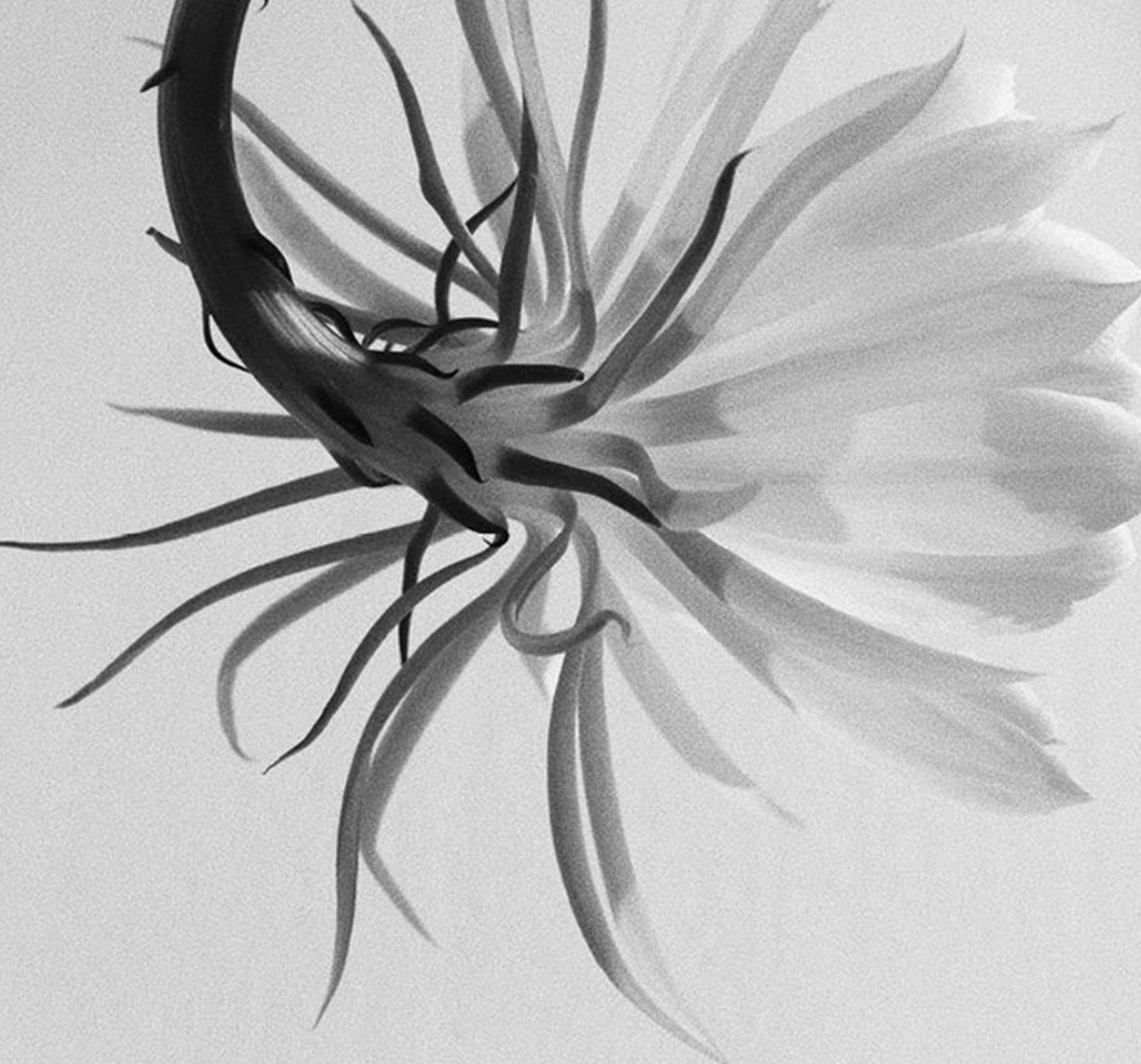 natural fragrance